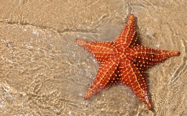 Starfish-1